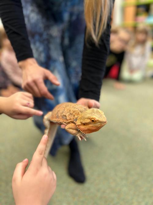 Báječné odpoledne s agamou vousatou.