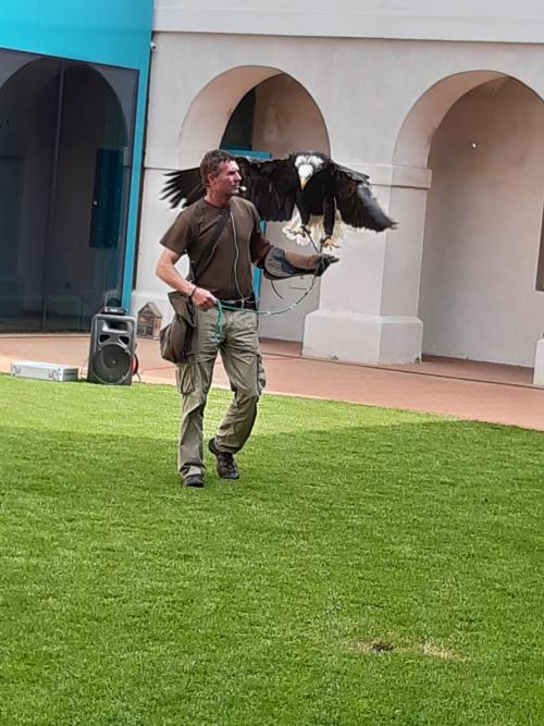 Zajíčci - Ukázka dravých ptáků